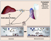 Fig 2. Connection between periodontal disease and atherosclerosis. From: Dave S, Batista EL Jr, Van Dyke TE: Cardiovascular disease and periodontal diseases: commonality and causation. Compend Cont Educ Dent. 2004; 25(7) (Suppl 1):26-37.