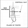 Figure 33 - Mandibular Premolars