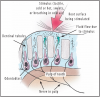 Figure 2 – Schematic of tooth