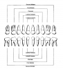 Fig 4. Primary Dentition. Courtesy Coldwell Systems, Champaign, IL. 800-637-1140.