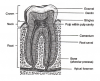 Fig 8. Parts of a Tooth. Adapted from Applegate E. The Anatomy and Physiology Learning Systems. 2nd ed. Philadelphia, PA: W.B. Saunders; 2000;333.