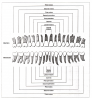 Fig 10. Classification of Teeth. From Darby ML, Walsh MM. Dental Hygiene Theory and Practice. Philadelphia, PA: W.B. Saunders, 1995;332-333.