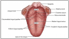 Figure 8 – Dorsal View of the Tongue (Courtesy of Illustrated Anatomy of the Head and Neck, 3rd Ed, Figure 2-17). Diagram of the top of the tongue.
