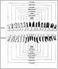 Figure 12 – Permanent Dentition. Diagram of permanent teeth in order in the arch.