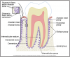 Figure 18 – Periodontium (Courtesy of Illustrated Dental Embryology, Histology, and Anatomy, Bath-Balogh, M and Fehrenbach, M.J.). Diagram of periodontium which surround the teeth.