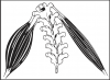 Figure 4 – Muscle imbalance