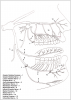 Figure 6 – Regional anatomy involved in administration of local anesthesia for dental procedures. Source: Kaweckyj, N. Maxillofacial Surgery Basics for the Dental Assistant Part I. American Dental Assistants Association 2016.