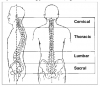 Fig. 1 The human spine in balanced posture. Used with permission from The Saunders Group, Inc